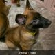 Purebred Belgian Malinois Puppies for Sale